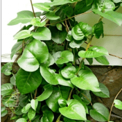 Binahong - Anredera Cordifolia - Tanaman Obat Taman Husada