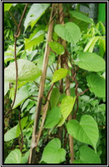 bidara upas Mentha - Mentha arvensis L. tanaman obat taman husada