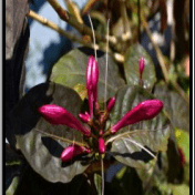 Daun wungu - Graptophyllum pictum Griff. - tanaman obat taman husada