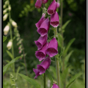 Digitalis - Digitalis purpurea L. - tanaman obat taman husada