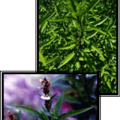 Gandarusa - Justicia gendarussa Burm.f. tanaman obat taman husada