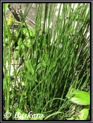 Gereges Otot / Paku Ekor Kuda - Equisetum debile Roxb. ex. Vaucher - tanaman obat taman husada