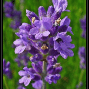 Lavender - Lavandula angustifolia Mill. tanaman obat taman husada