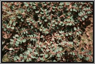 Patikan cina - Euphorbia thymifolia L. - tanaman obat taman husada