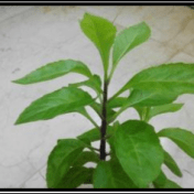 Sambung nyawa - Gynura procumbens (Lour.) Merr. - tanaman obat taman husada