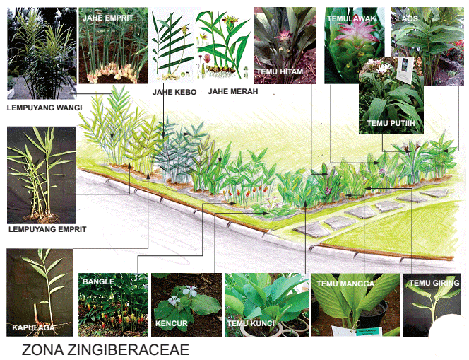 tanaman obat Zingiberaceae
