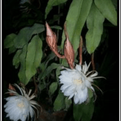 Wijaya Kusuma - Epiphyllum oxypetalum Haw. tanaman obat tahan husada