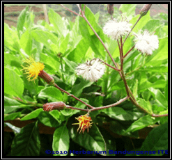 Sambung Nyawa - Gynura procumbens (Blume) Miq. tanaman obat taman husada