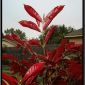 Sambang Darah / Remek Daging - Excoecaria cochinchinensis Lour. tanaman obat taman husada