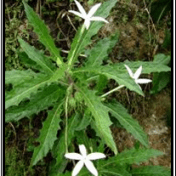 Ki Tolod / Bunga Bintang - Hippobroma longiflora (L.) G.Don tanaman obat taman husada