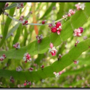 Jakang - Homalocladium platycladum (F.Muell) L.H.Bailey tanaman obat taman husada
