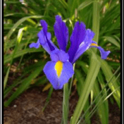 Iris - Iris tectorum Max tanaman obat taman husada
