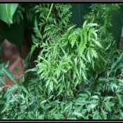 Andong Laut - Nothopanax fruticosum (L.) Miq.