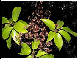 Walisongo - Schleffera elliptica (Blume) Harms -tanaman obat taman husada