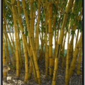Bambu Kuning - Bambusa vulgaris Schrad. - tanaman obat taman husada