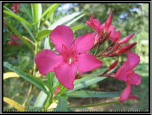 Bunga Mentega - Nerium oleander L. tanaman obat taman husada
