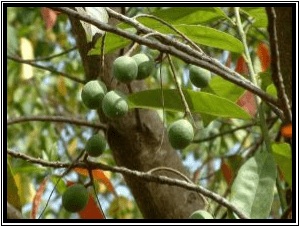 Genitri - Elaeocarpus sphaericus (Gaertn.) K.Schum. - tanaman obat taman husada