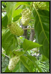 Uploaded To Mengkudu - Morinda citrifolia L. tanaman obat taman husada